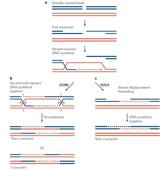 DSBR SDSA DNA Scitable Beplay dsbr-sdsa-dna-scitable-beplay